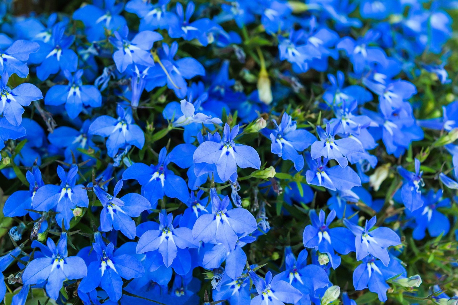 200 BLUE SAPPHIRE LOBELIA Erinus Flower Seeds *Comb S/H