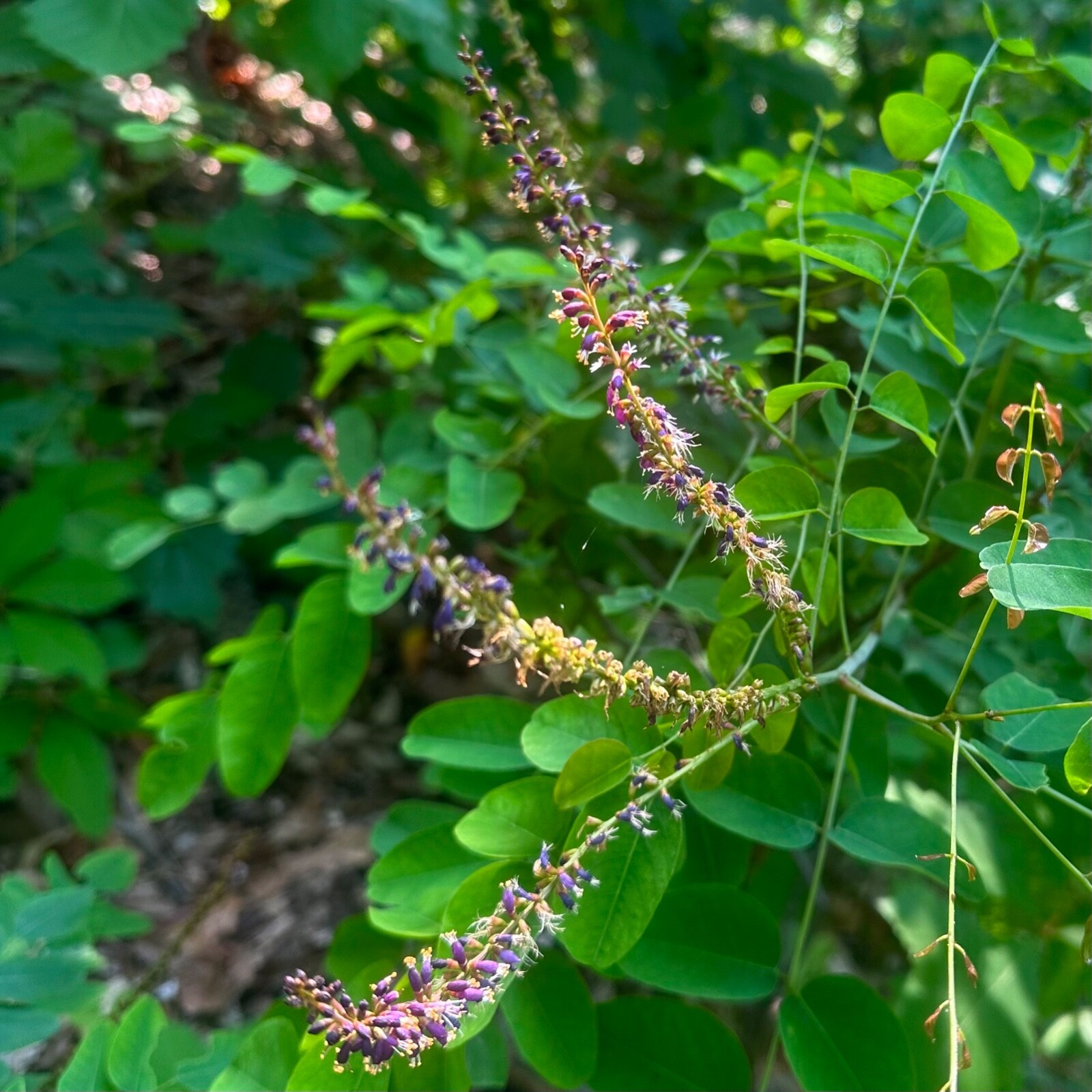 Amorpha fruticosa – False Indigo Bush – 50+ Seeds