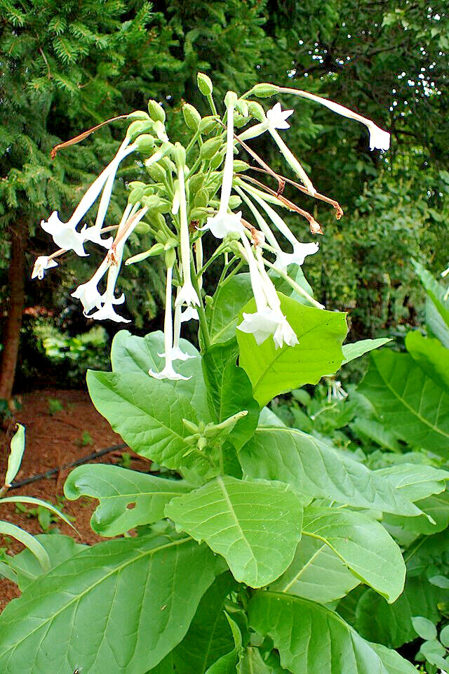 FLOWERING TOBACCO 500 SEEDS, WHITE, TUBULAR FLOWERS, NICOTIANA SYLVESTRIS