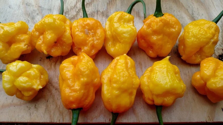 20 Newly Harvested Super-Hot Fresh Yellow MOA Scotch Bonnet Pepper Seeds-B 58