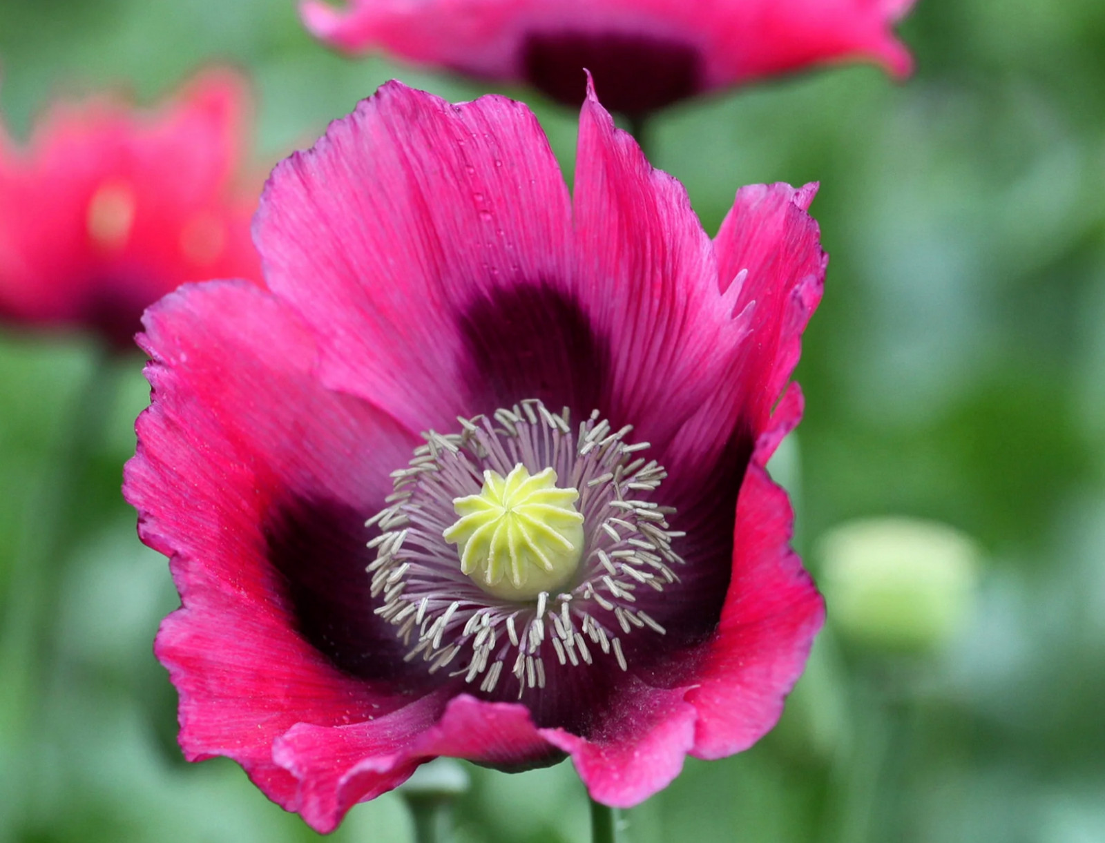 6.2 Grams – 20,000 Fresh Turkish Pap. Somniferum Poppy Seeds – Large Seed Heads