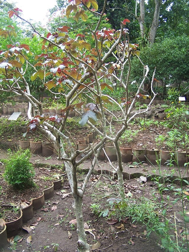 30x Jatropha gossypiifolia seed, Tua Tua, Bellyache Bush, tropical tree seeds.