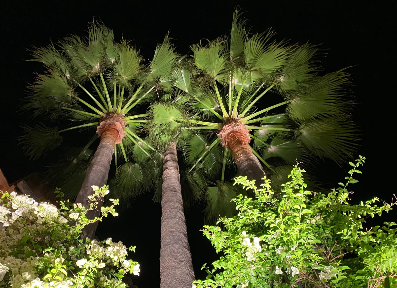 CALIFORNIA DESERT FAN PALM TREE SEEDS (Washingtonia Filifera) Cold Hardy-Zone 8