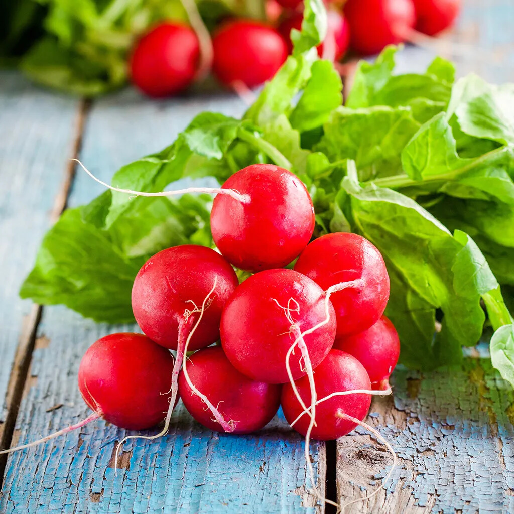Champion Radish Seeds | Non-GMO | Bulk Garden Seeds USA