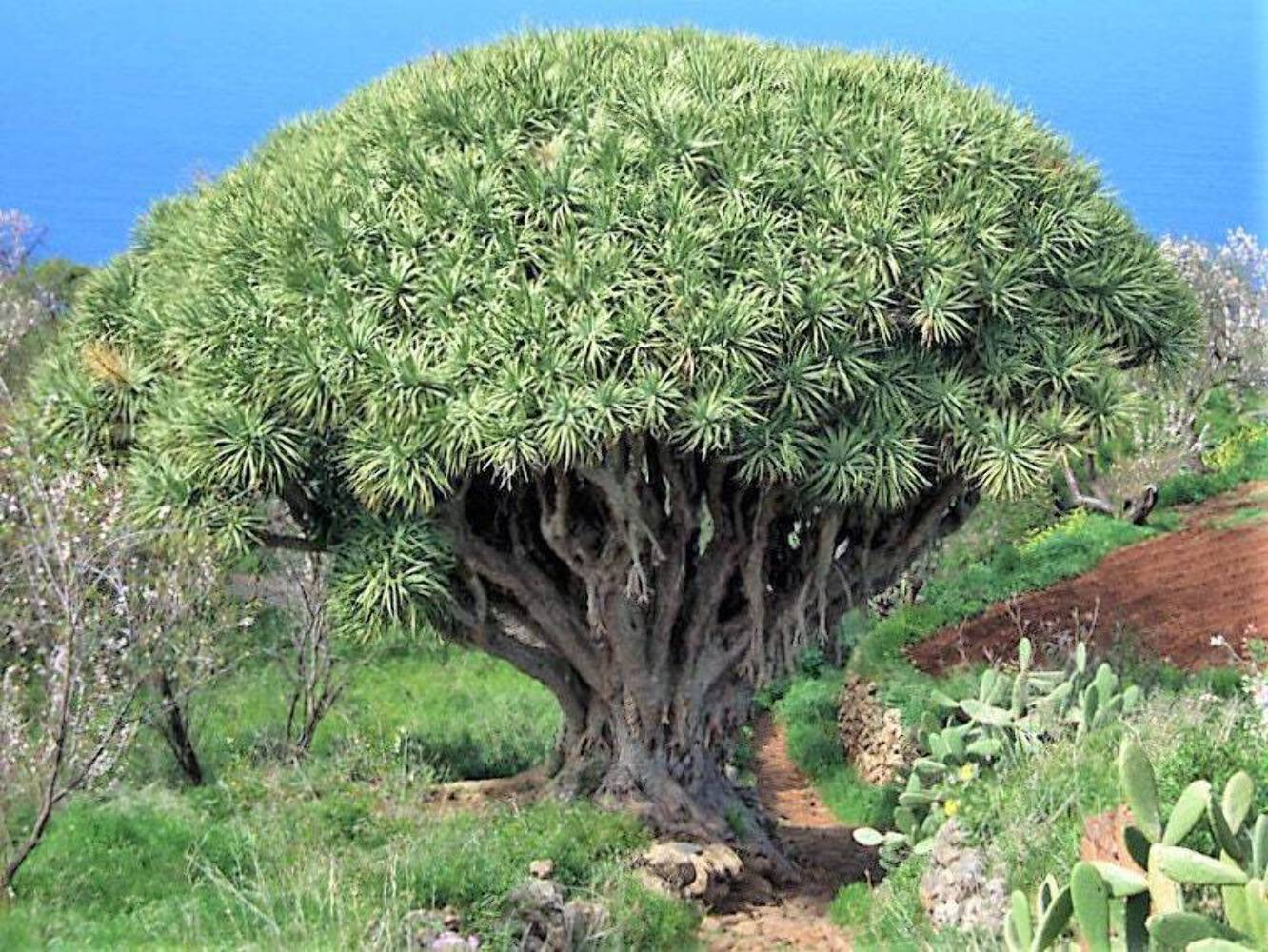 10 DRAGON TREE Dracaena Draco Canary Island Yucca Evergreen Houseplant Seeds