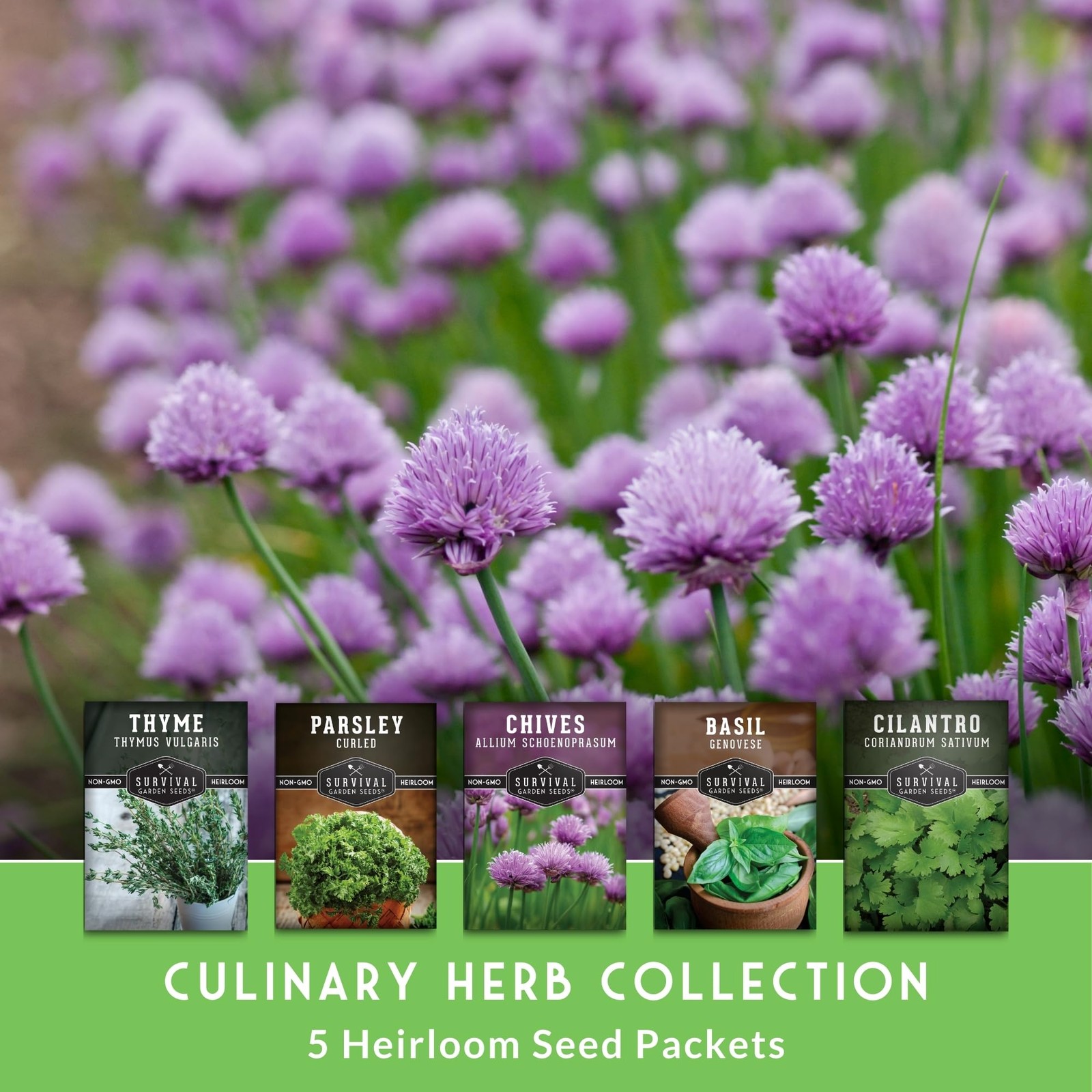 Kitchen Herb Seeds Variety Pack – 5 Heirloom Non-GMO: Basil, Cilantro, Chives