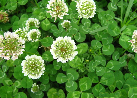 1 LB Dutch White Clover Seeds Lawn Food Plot Bees