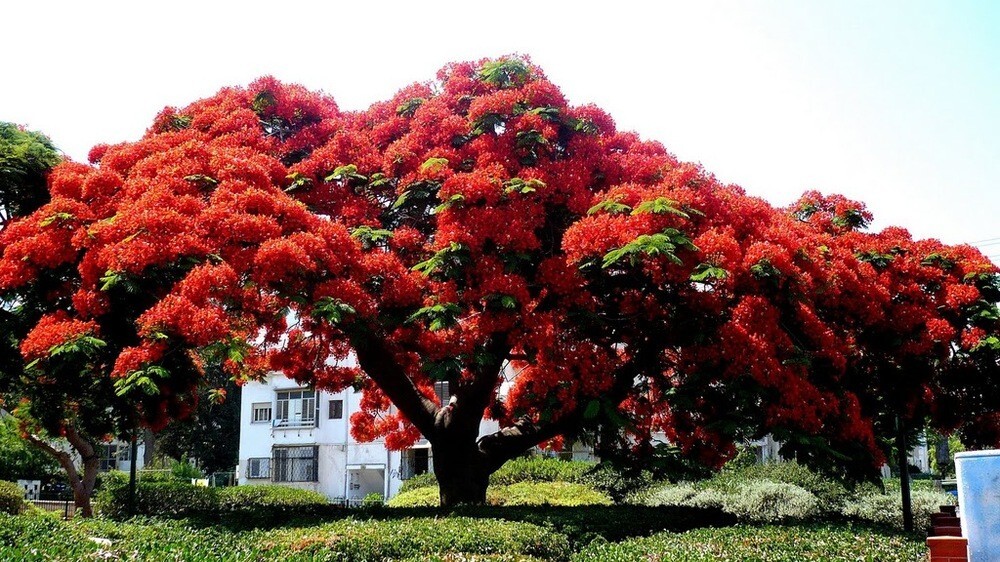 Delonix Regia Canopy Tree 25 Seeds, Garden Red Royal Flowering Poinciana