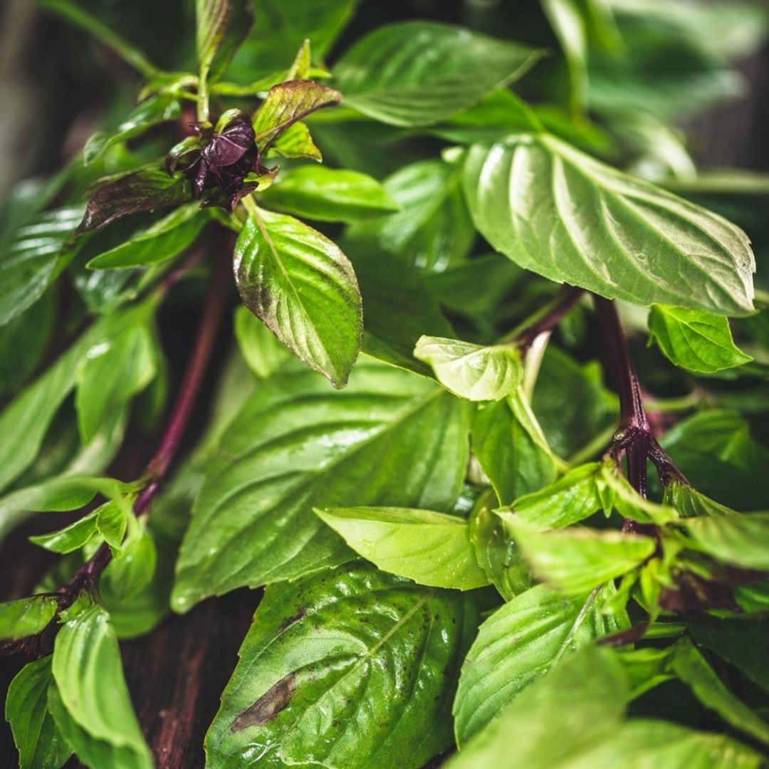 Fresh Sweet Large Leaf Thai Basil Seeds | Heirloom | Non-GMO | Asian Herb Seeds