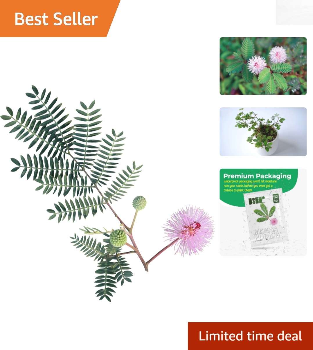 100 Exotic Mimosa Pudica Seeds – Touch-me-not Flowers for Your Garden