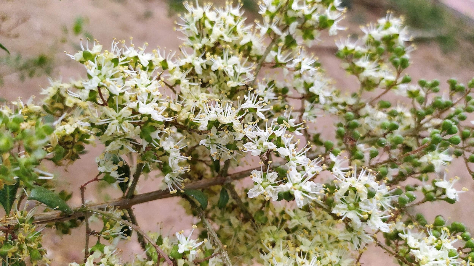 40 WHITE FLOWERING HENNA Tree Lawsonia Inermis Alba Dye Tattoo Flower Seeds
