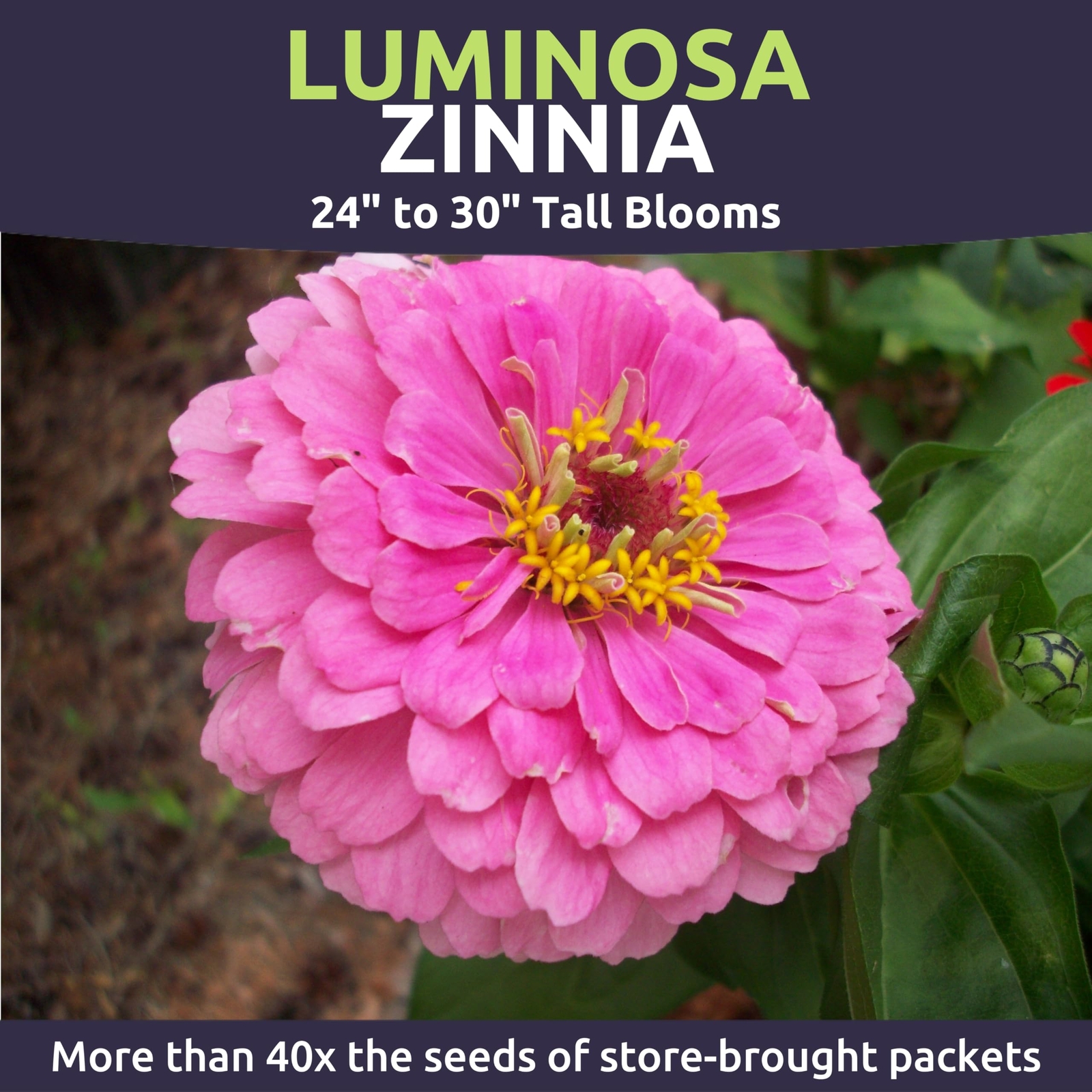 Zinnia Luminosa – Bulk 1/4 Pound Pouch – 15000 Flower Seeds for Planting – Zi…