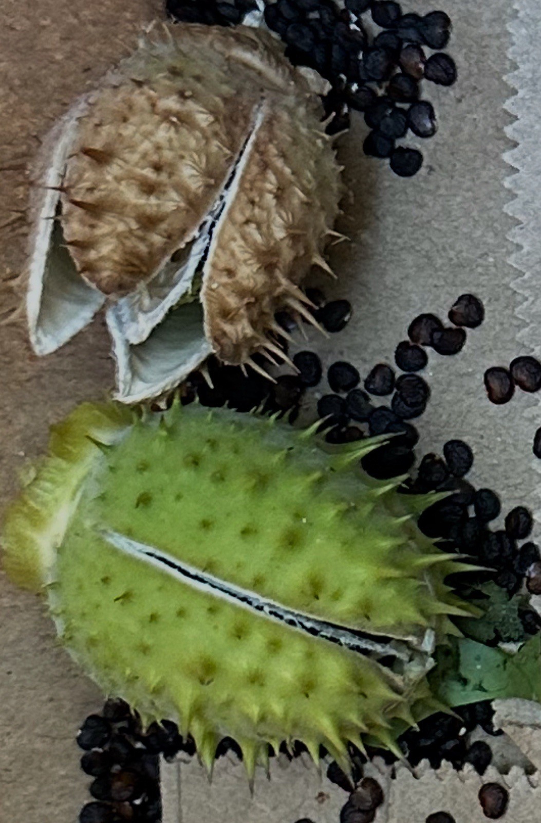 (100+) Datura Stramonium Jimsonweed Moon Lily Flower Seeds