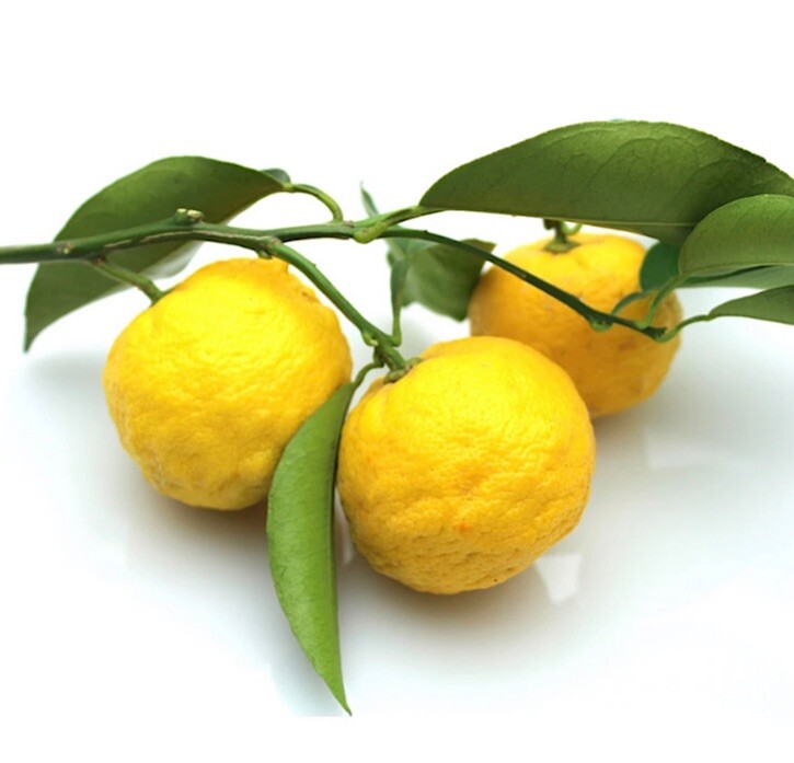 Florida only!!! Semi-Dwarf Yuzu Citron Tree – Live Grafted Citrus Plant – 1 Gal
