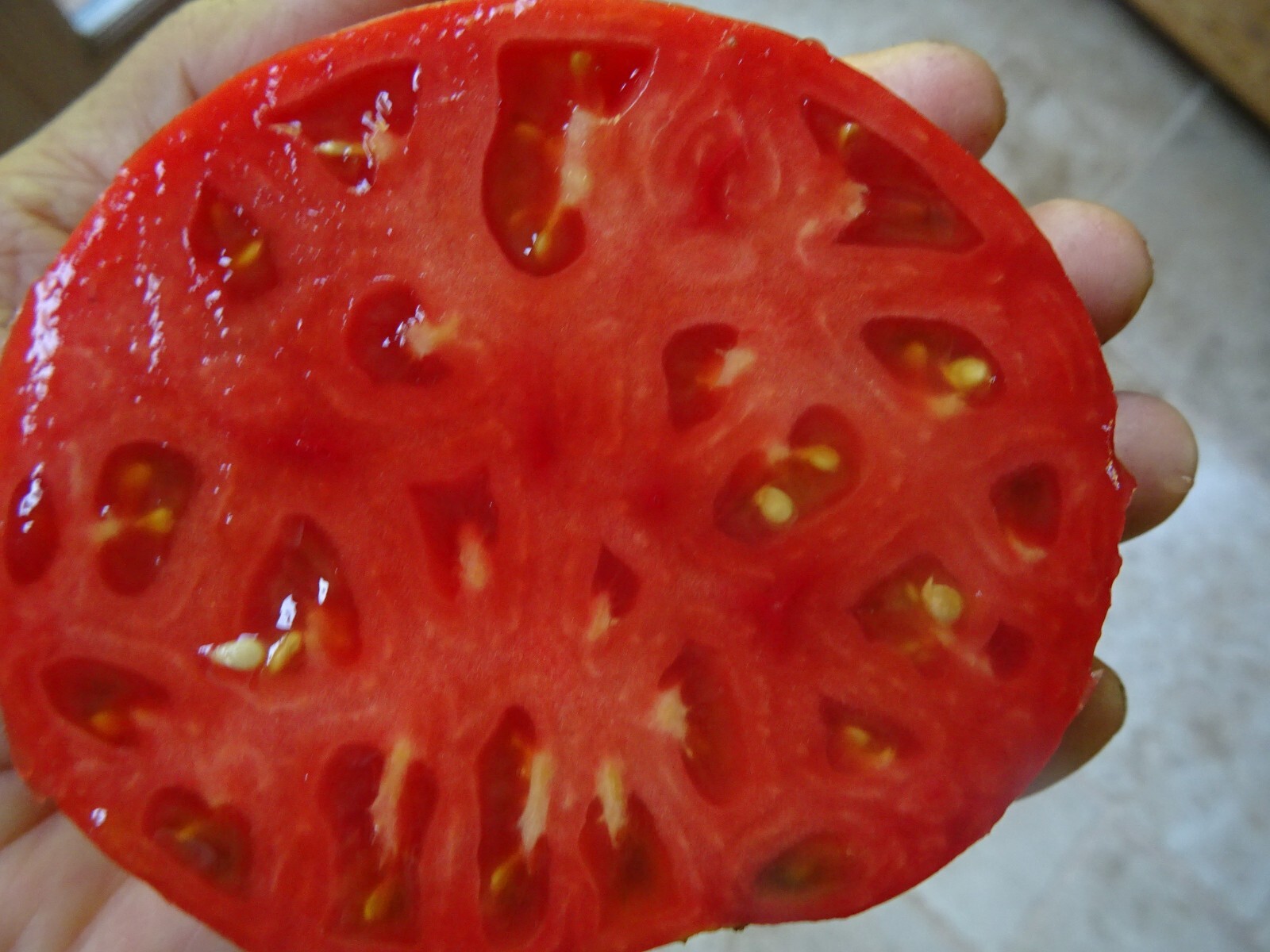 Soldacki Pink Tasty Tomato Heirloom 20 seeds Beefsteak Non-GMO Organic from 2024