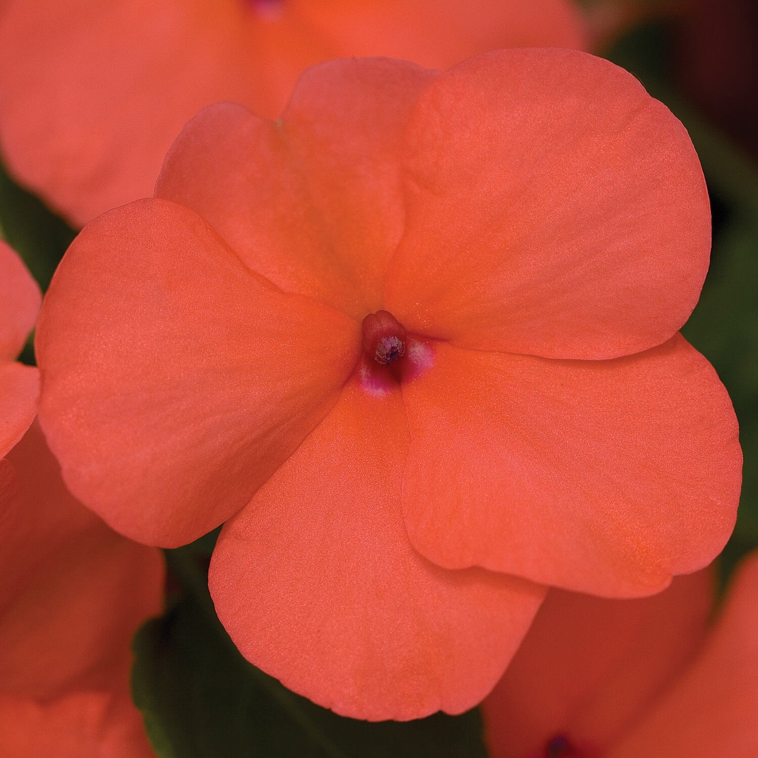 150 Seeds Impatiens Walleriani Xtreme Salmon 8 – 10 Inch Plants