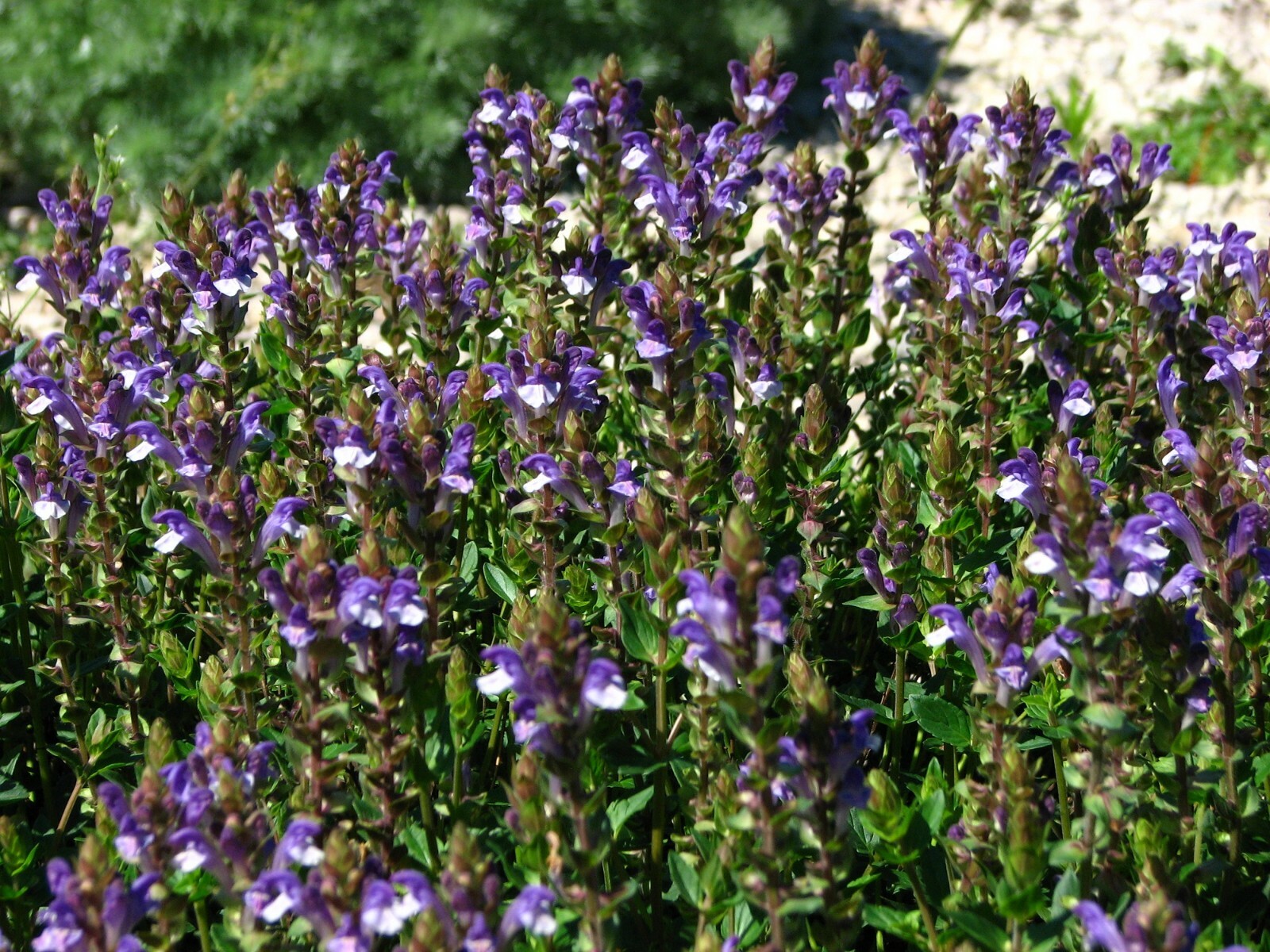 50 Baikal Skullcap Seeds – Scutellaria baicalensis – Perennial Flower Root Herb