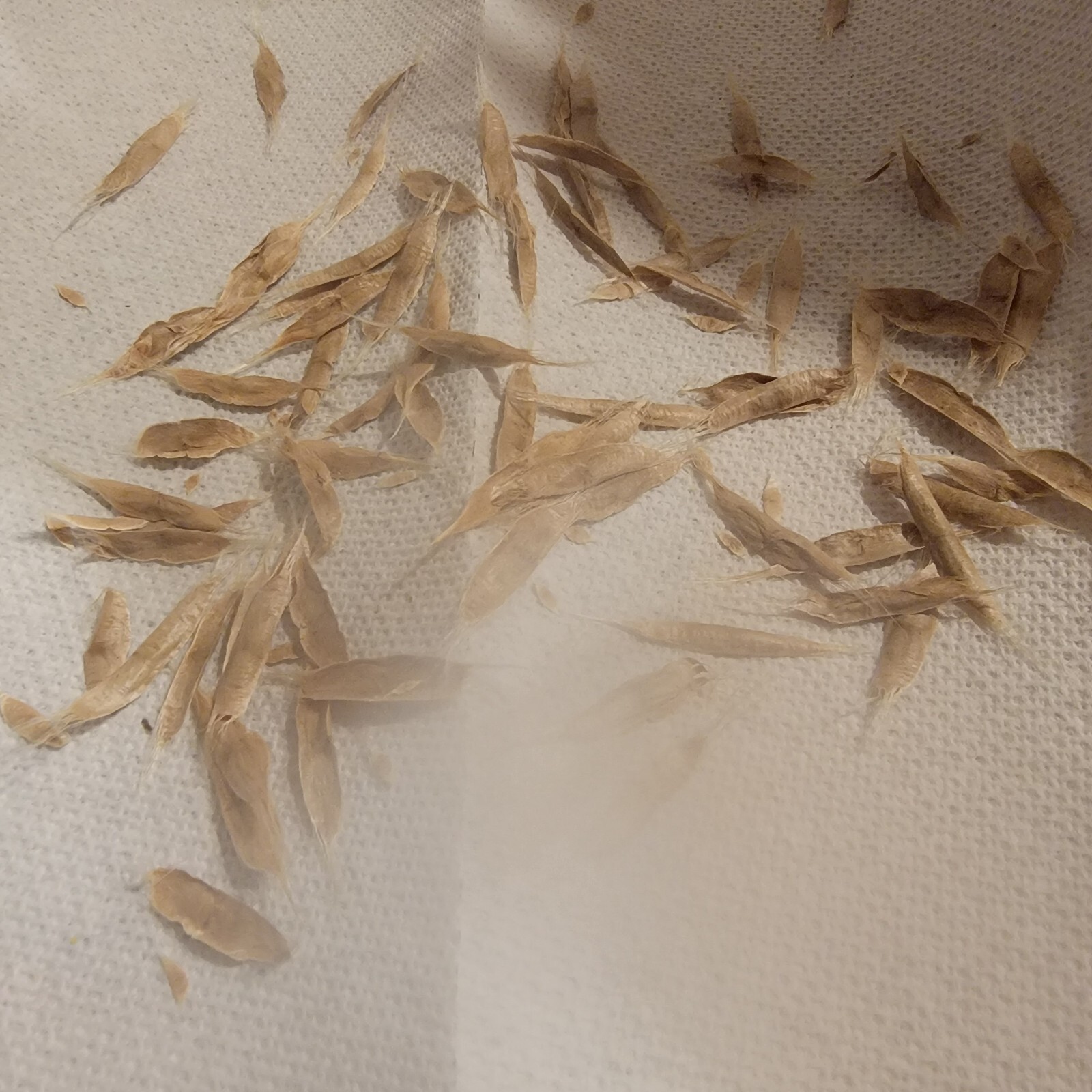 Catawba SEED/ 50 SEED/SHADE TREE/ WORM TREE