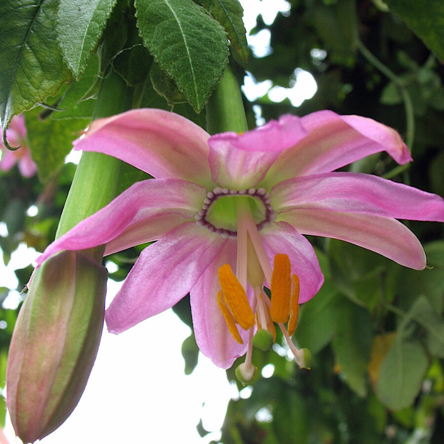Banana Passion Fruit, Passiflora mollisima, Vine Seeds