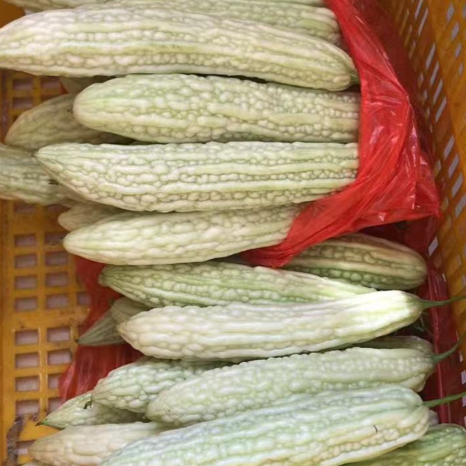 15pcs White Pearl Bitter Gourd Seeds – Heirloom Balsam Pear Melon Variety