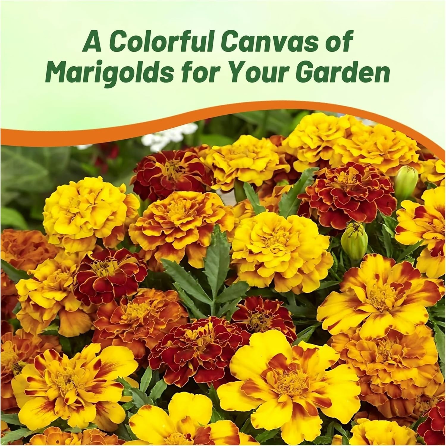 Tagetes Patula Mix French Marigold Seed – Compact & Vibrant