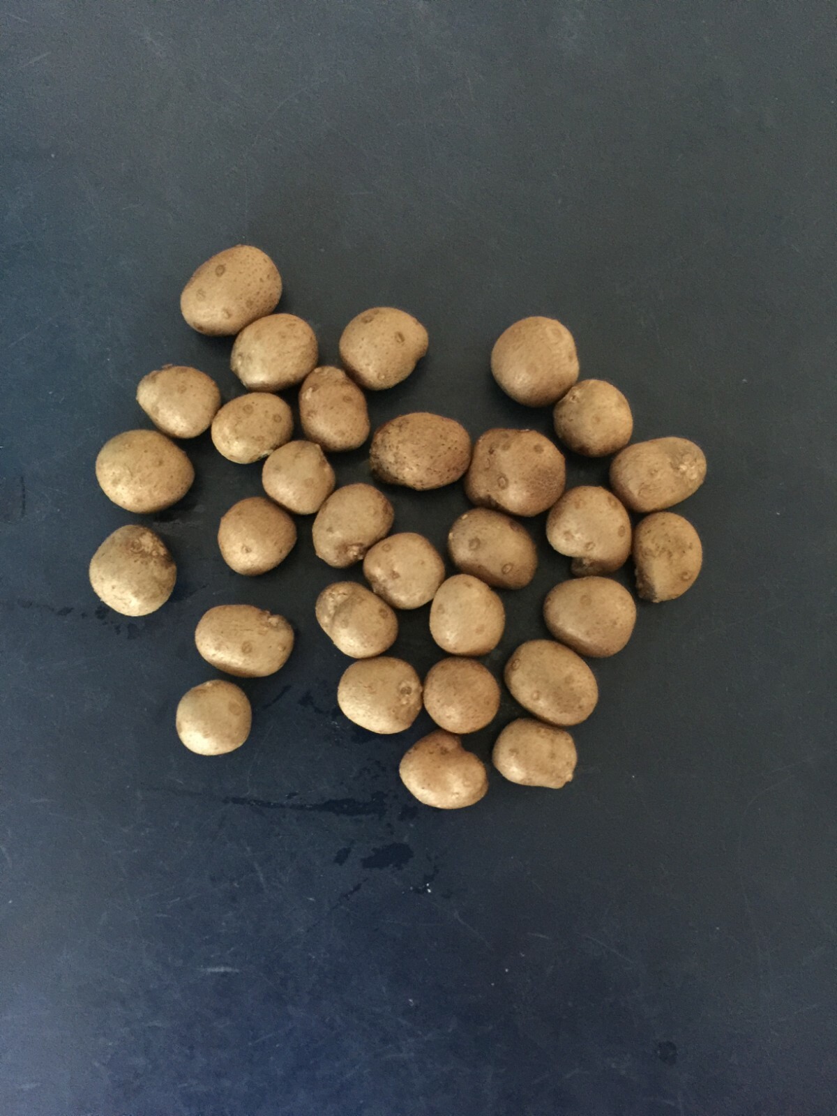 Dioscorea Japonica (Japanese Yam, Chinese Yam 山药) bean seeds, 25 Beans