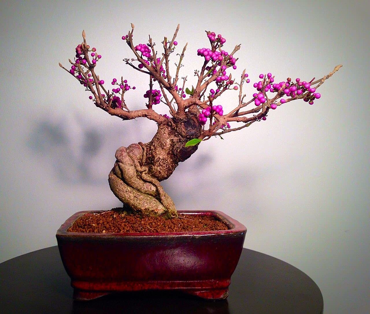 Bonsai Beauty Berry – Callicarpa Americana – 20 Seeds – Non-GMO Seeds, Shipped f