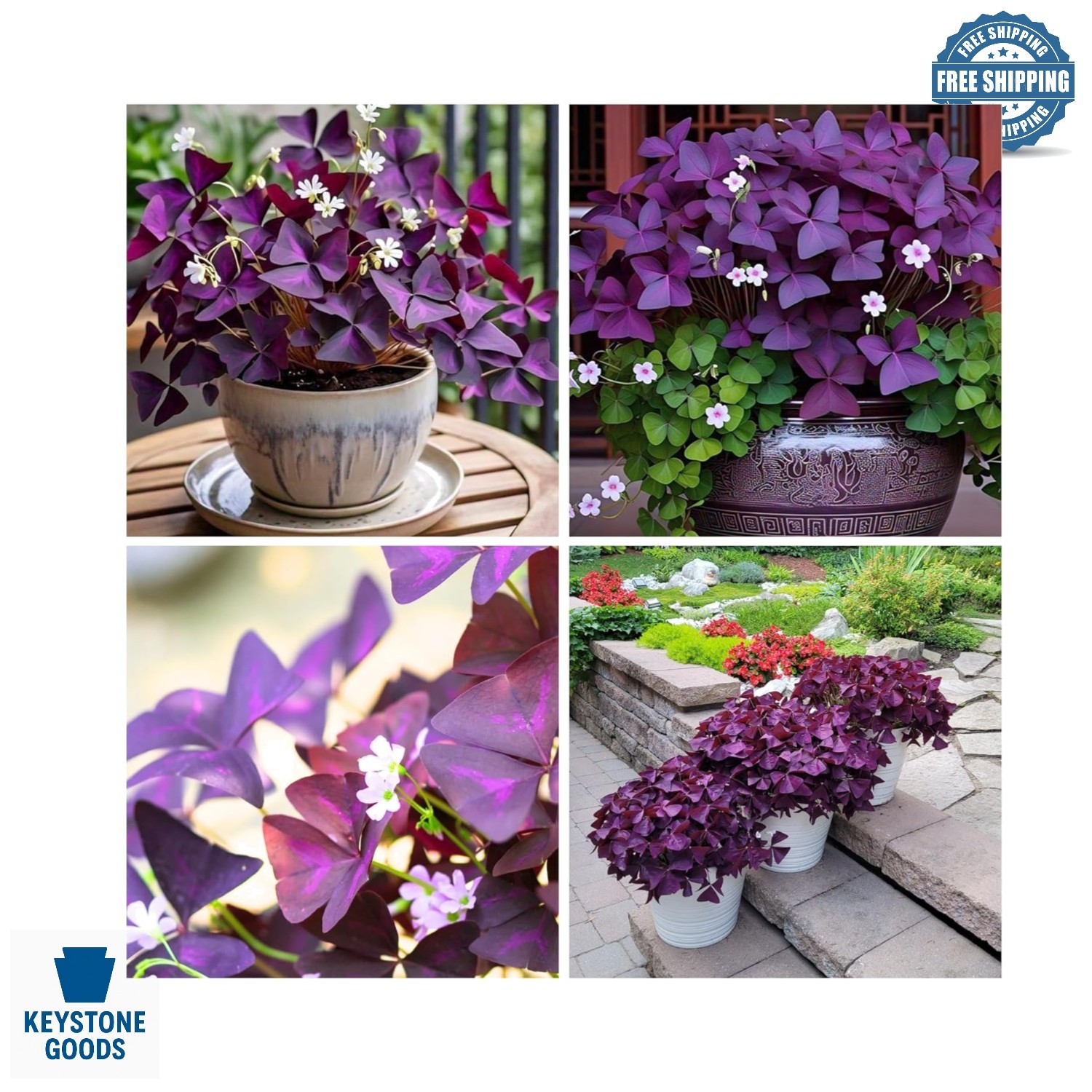 12 Pack Purple Oxalis Triangularis Bulbs for Outdoor Gardens & Containers