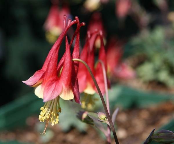 Aquilegia canadensis | Canadian or Wild Columbine | 50 Seeds