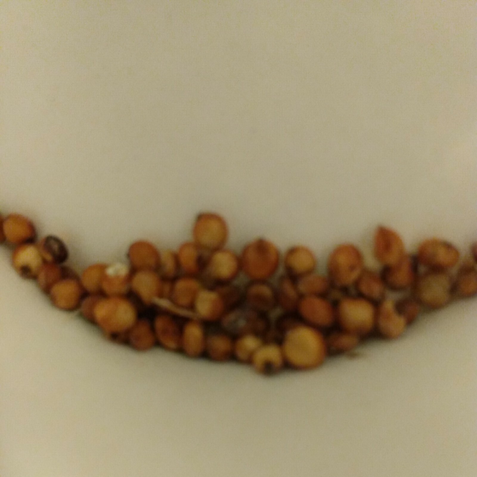 Martin Milo Double Dwarf Sorghum Seed Heirloom Non-GMO Natural 10 seeds