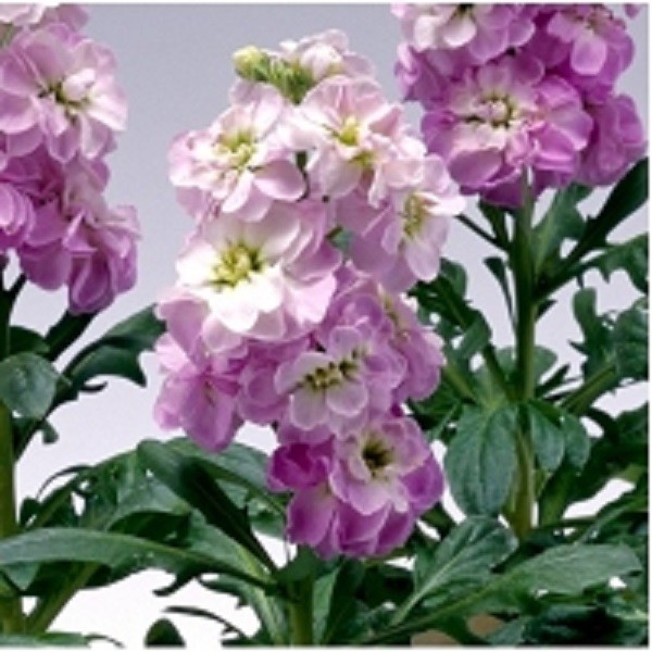 50+ Evening Stock Matthiola Lavender Flower Seeds Mix / Reseeding Annual