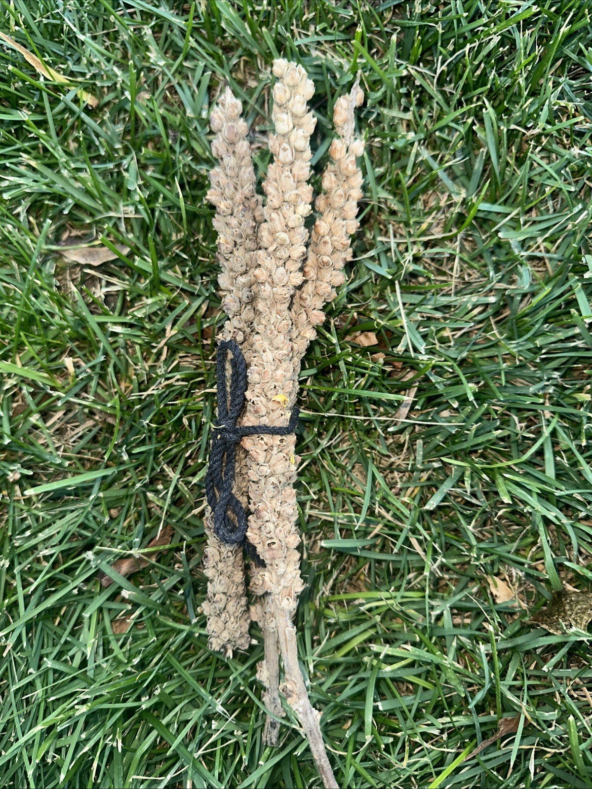 Dried Mullein Stalks Bundle of 3 (8–10”) Natural Herb Decor Craft Witchcraft SM