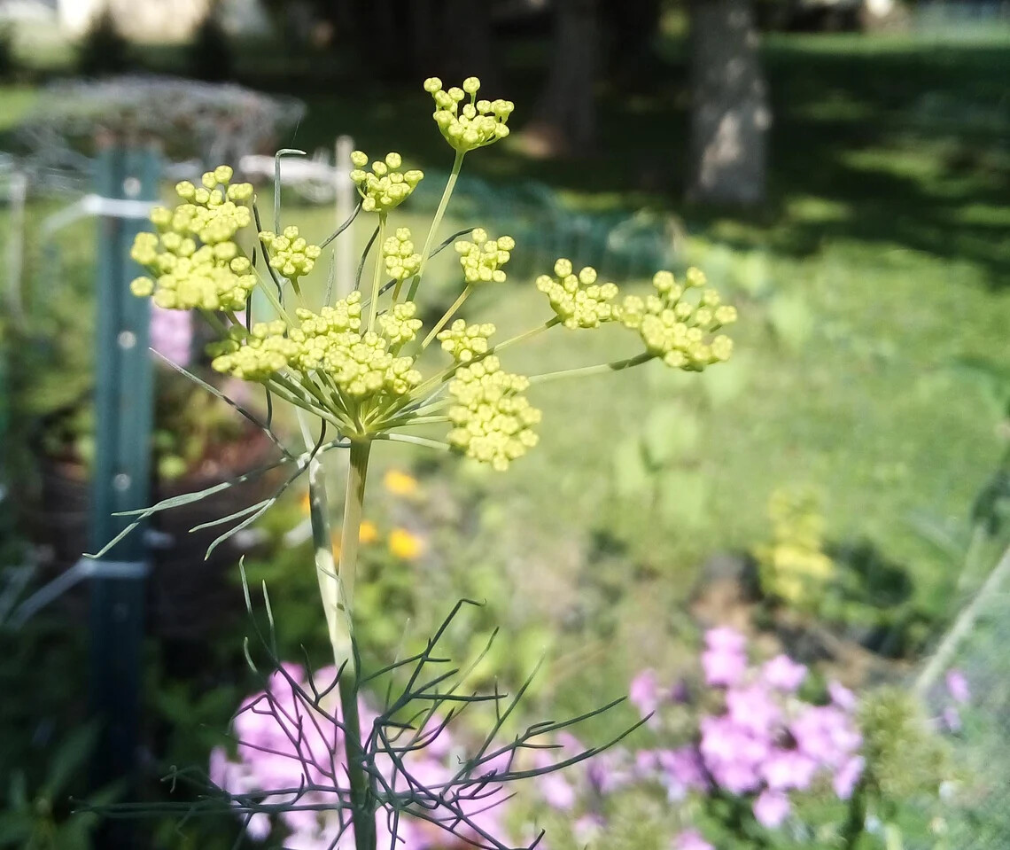 100 SEEDS BOUQUET DILL HEIRLOOM