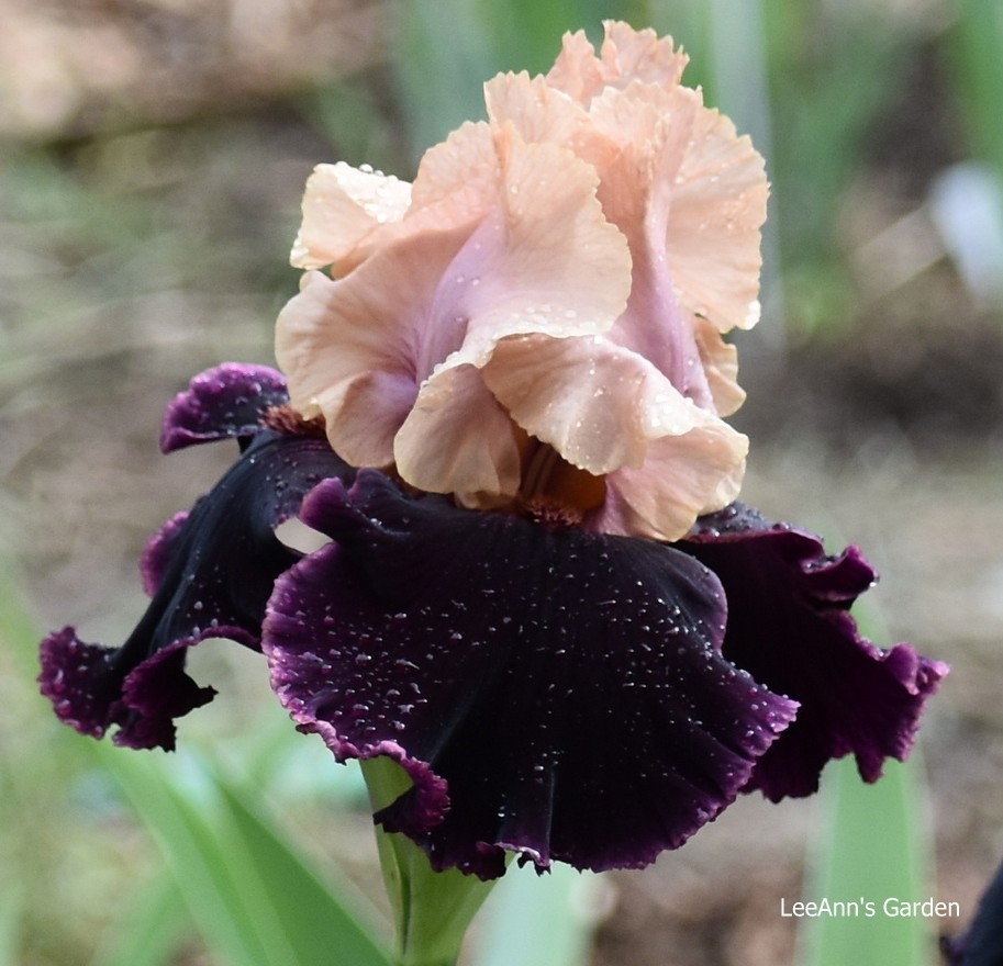 ‘Prague’ ‘TB Bearded Iris Rhizome PRE-SALE to Ship Aug/Sept