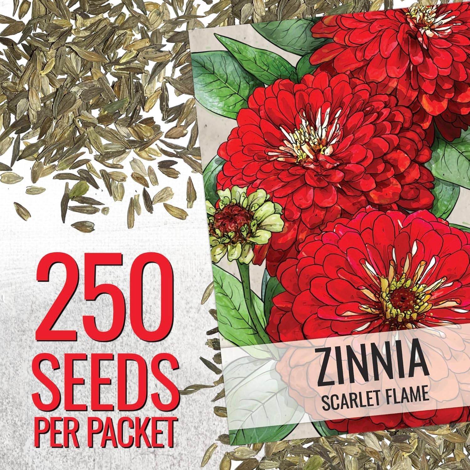 Easy Grow Scarlet Flame Zinnia Seeds for Summer Blooms