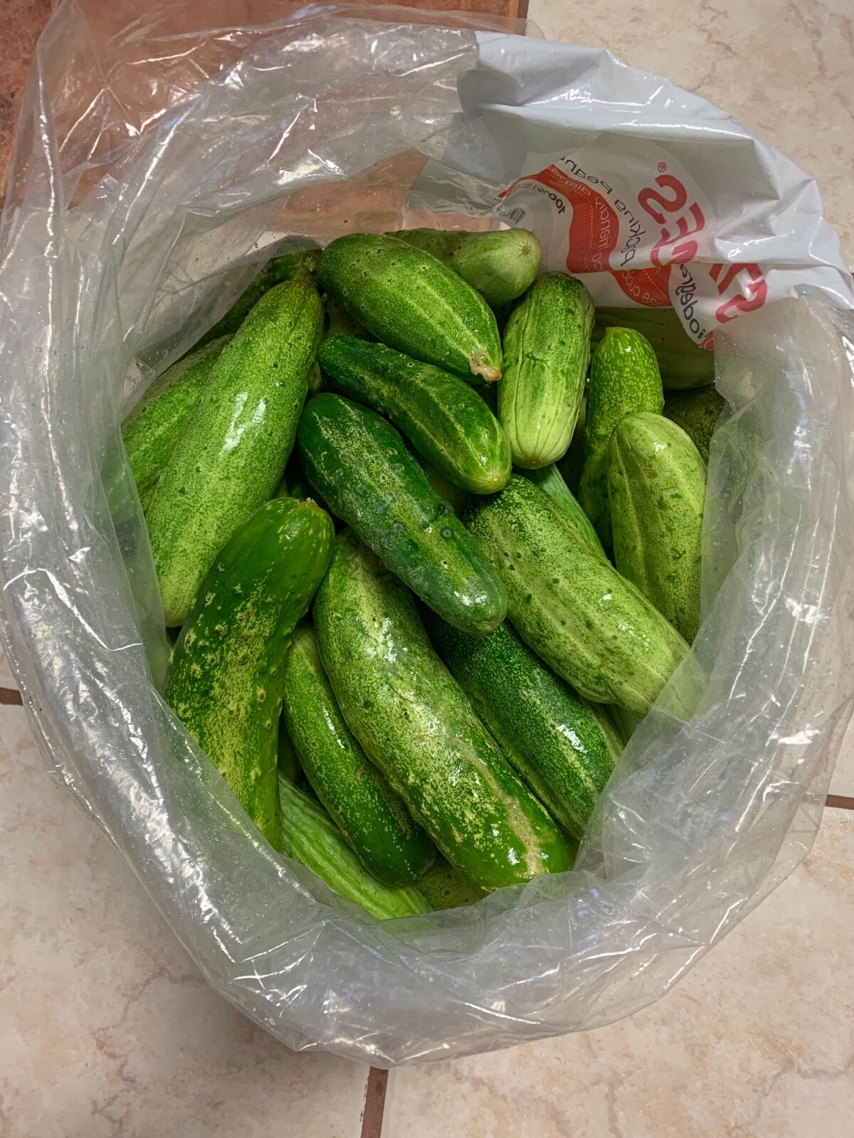 Luffa,Bitter Meln , Cucumber,Bottter Gourd 20 Seeds ++20 extra seeds free