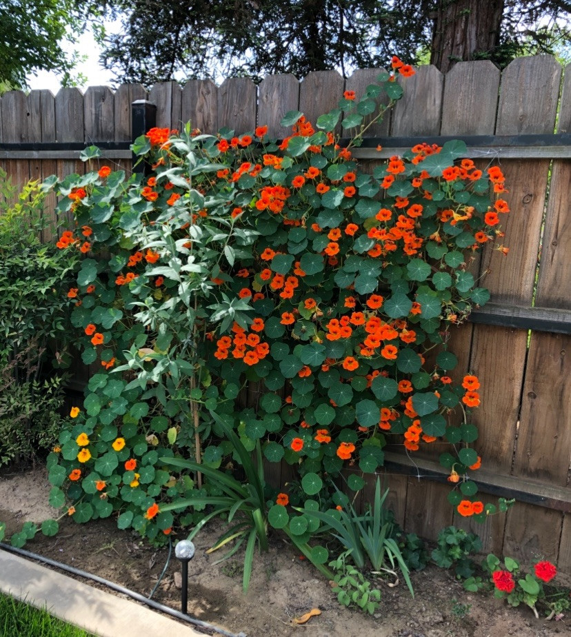 Nasturtium Flower Seeds Tall Mix 25 Seeds