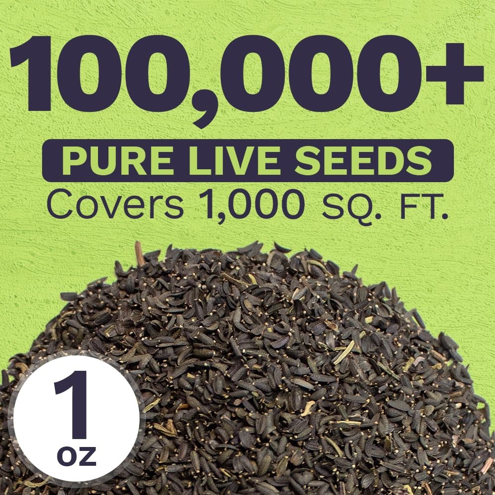 Plains Coreopsis Seeds – Native Flowers – Extra Large Packet – Over 100,000 O…