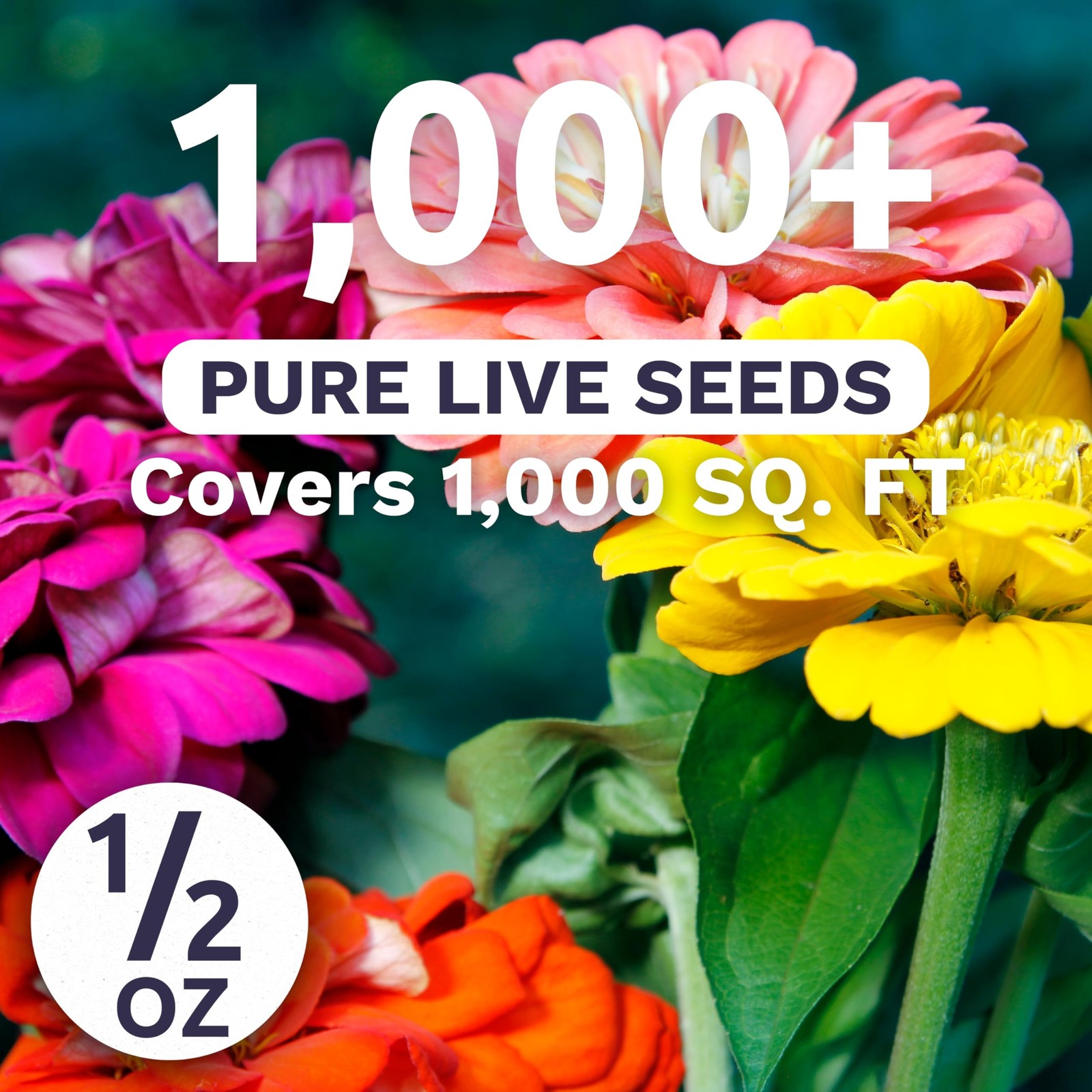 Zinnia State Fair Mix – Large 1/2 Ounce Seed Packet – 1,000 Flower Seeds for …