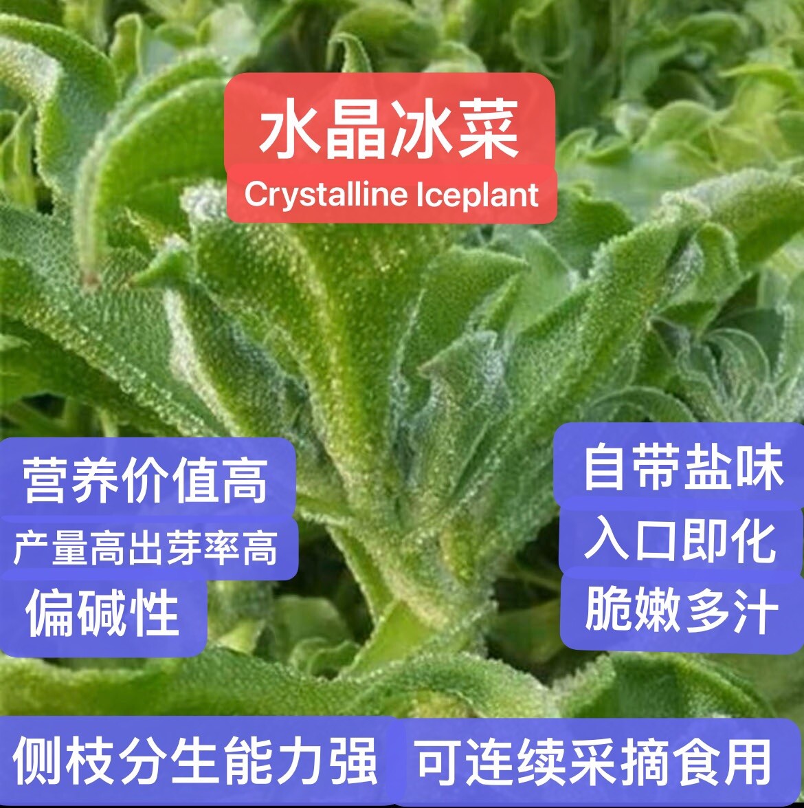 160CT+ Organic Crystalline Iceplant Bing Cai seeds 160多粒冰菜种子 2023新种子芽率高