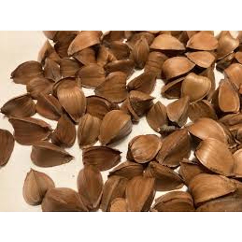 25 American Beech tree seeds, Ready to plant.
