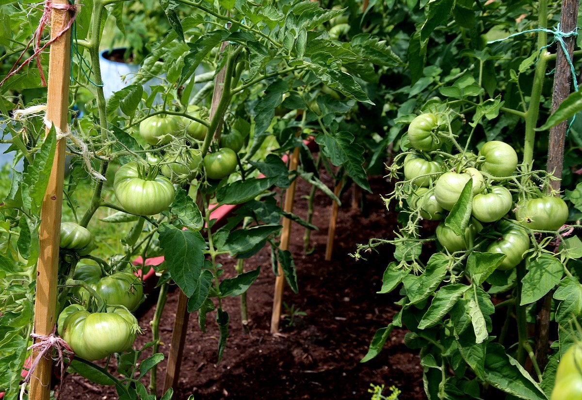 30 Miracle of Siberian Land TOMATO Seeds