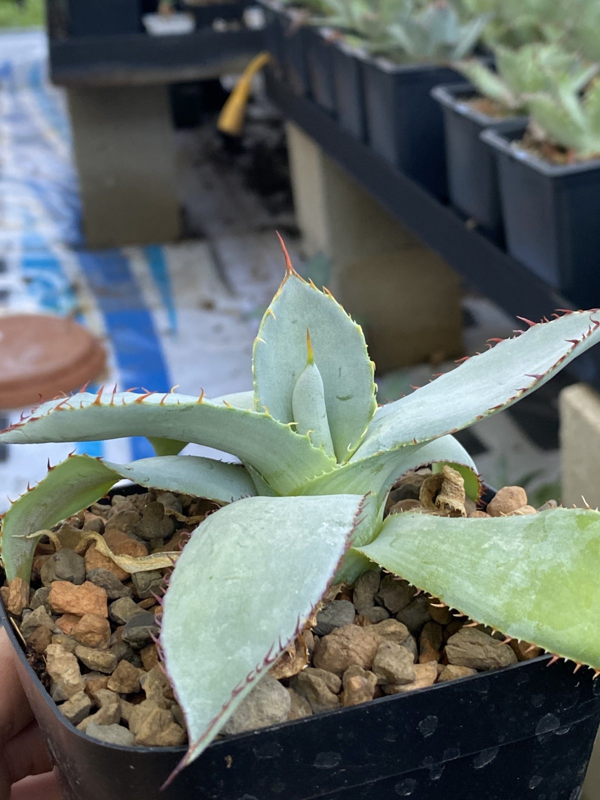 AGAVE GUADALAJARANA