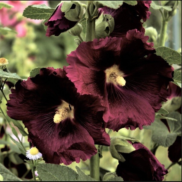 25 Black Knight Hollyhock Seeds Perennial Flower Seed Flowers 831 US SELLER