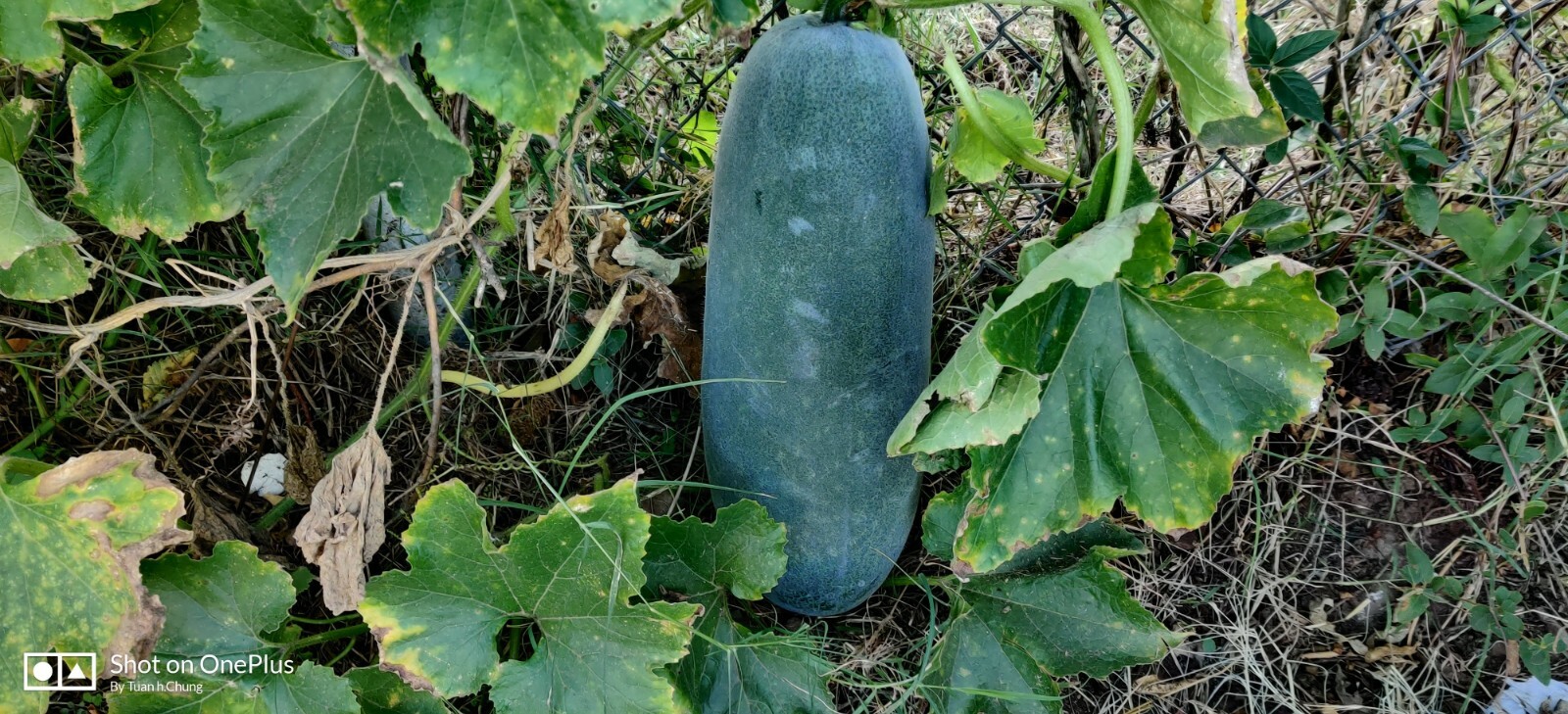 30 Wax Gourd / Ash Gourd Seeds / Bí Đao for 2024 season . US seller