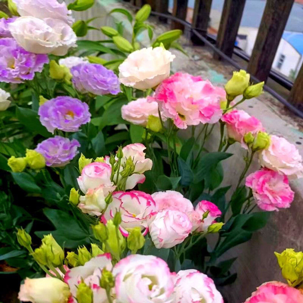 25pc LISIANTHUS SEEDS Garden Plant Flower bed exotic USA seller FREE shipping