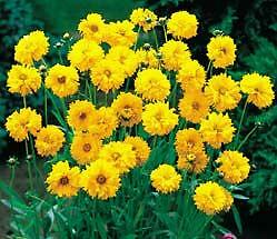 Coreopsis lanceolata Sunburst Double 1,000 seeds
