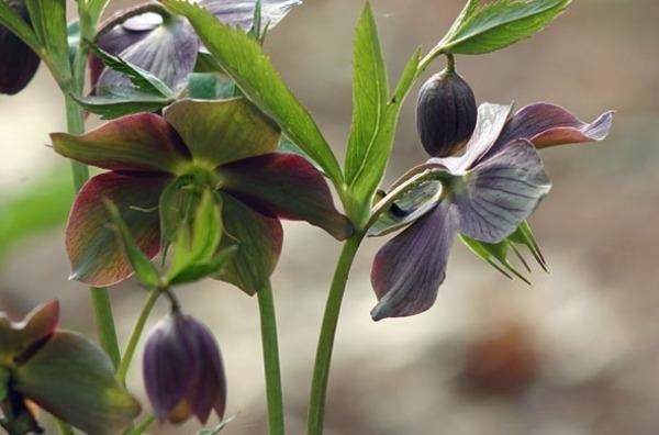 Helleborus purpurascens | Purple Hellebore | 10 Seeds