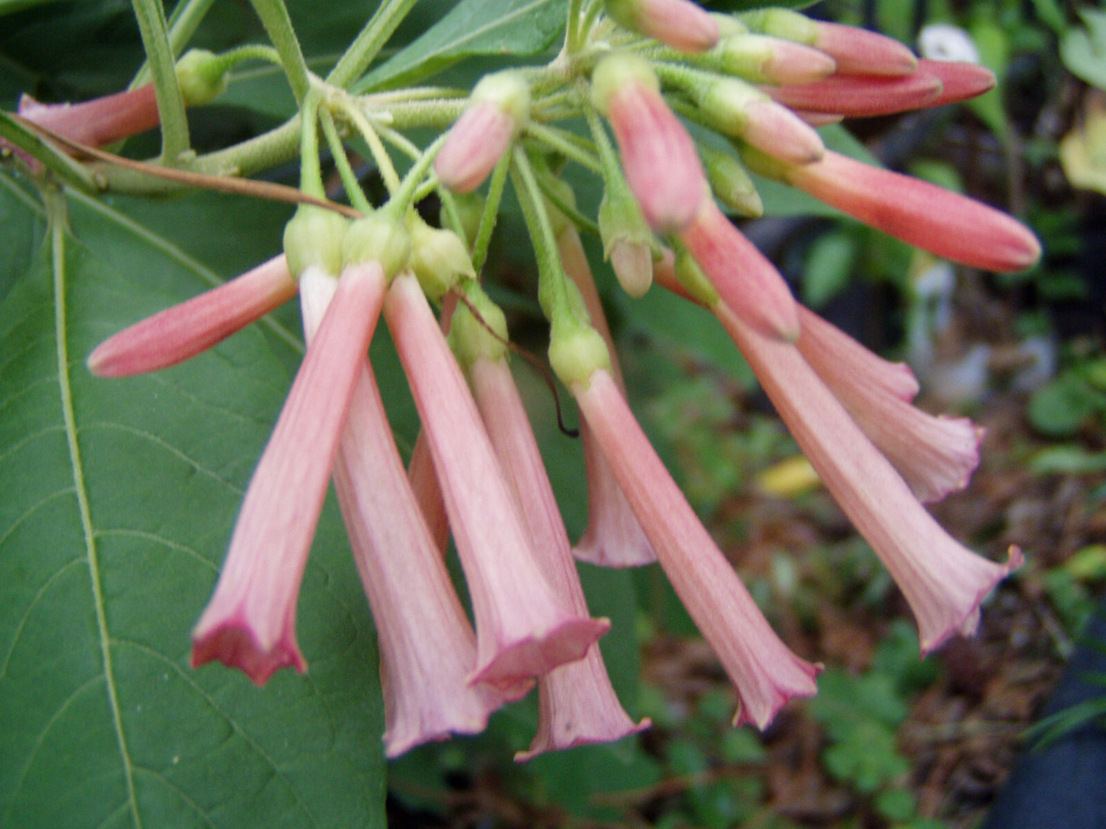 Iochroma fuchsioides Sunset Cloud Forest Burning Bush rare color 10 seeds