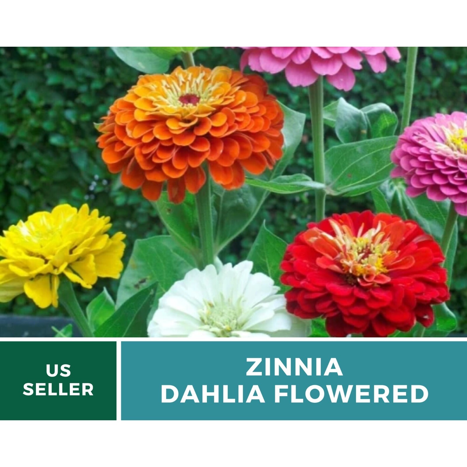 Zinnia, Dahlia Flowered seeds – Heirloom Flower (Zinnia elegans) – Double blooms